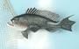 Land & Sea Sea Bass Fiberglass Plaque