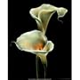 (16x20) Calla Lillies (White) Art Poster Print
