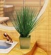 Silk Bear Grass