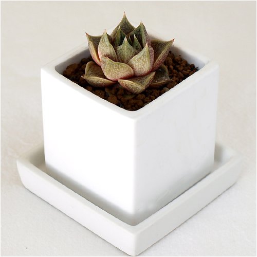 solxsol 多肉植物 cube pot x 大和錦Echeveria purpsorum 器のサイズ：幅60×奥行60×高さ60(mm) 11202