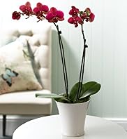 Double Orchid
