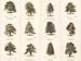 Arboretum by Samuel Williams. Size 14.13 inches width by 6.37 inches height. High Quality Art Poster Print