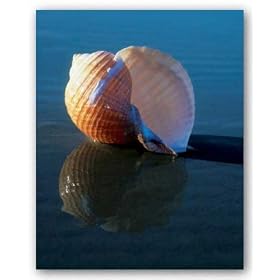 Tun Shell by Ruth Burke 8"x10" Art Print Poster