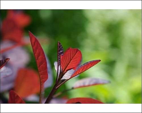 Photographic Prints of Red leaves of plant backlit by the sun from Silverport Pictures