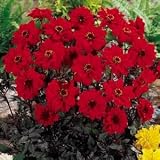 Bishop of Llandaff Dark Leaf Dahlia - Bronzed Beauties ! - B000OY1XA8