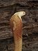 Albino Monocled Cobra (Naja Naja Kaouthia), in Captivity, from Southeast Asia, Asia A...