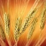 Certified Organic Hard Red Wheat - 3000+ Seeds - For Growing Wheatgrass to Juice, Sprouting Seed, Grinding to Make Flour & Bread, Growing Ornamental Wheat Grass & More. Makes Excellent Food Storage. Outstanding Germination Rate.