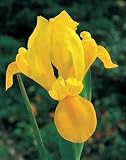 5 Perennial 'Golden Beauty' Dutch Iris Flower Bulbs