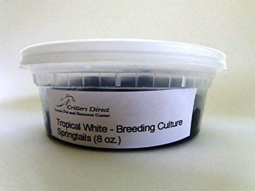 Live Springtails, Tropical White: Breeding Culture