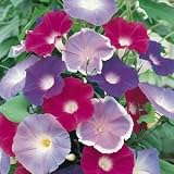 9GreenBox - Ipomoea early call mix morning glory 30 seeds