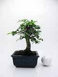 41n%2Byqg3tXL. SL160  9GreenBox   Miniture Chinese Elm w/Ceramic Pot Cute Bonsai *Gift*
