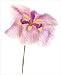Iris Ensata Azuma-Kagami Art Print Poster by Harold Davis