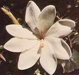 Tree Gardenia Thunbergia - 10 Seeds - Tropical