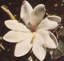 Tree Gardenia Thunbergia 10 Seeds