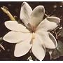 Tree Gardenia Thunbergia 10 Seeds