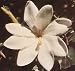 Tree Gardenia Thunbergia - 10 Seeds - Tropical
