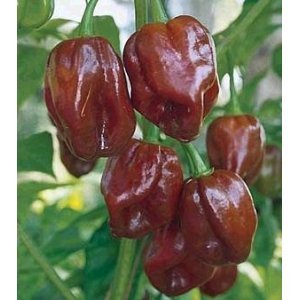 Jamaican Hot Chocolate Habenero Pepper 15+Seeds