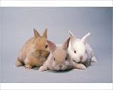 Photographic Prints of Sussex Gold and Cream RABBITS - x3 from Ardea Wildlife Pets
