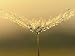 Wet Dandelion Seed - 18