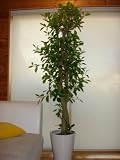 【送料無料】幹の太い朴 ガジュマル／ 170cm(陶器）