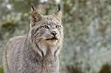 Head Shot Ofd a Canadian Lynx. Northern Minnesota - 24"W x 16"H - Peel and Stick Wall Decal by Wallmonkeys
