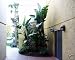 STRELITZIA NICOLAI White Bird of Paradise 10,000 seeds