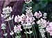 Pink Perfume English Lavender 20 Seeds - Lavandula