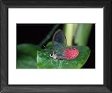 Framed Prints of Hdd-783 Glasswing Butterfly from Ardea Wildlife Pets