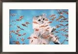Cat Observing Goldfish in an Aquarium Framed Photographic Poster Print by Richard Stacks, 29x21