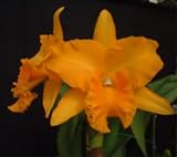SC37 Orhid Plant Cattleya Potinara Haw Yuan Gold 'Yk#2' GC/WOC 9