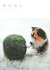 めめぼん