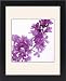 Framed Prints of Lilac (Syringa vulgaris) from Science Photo Library