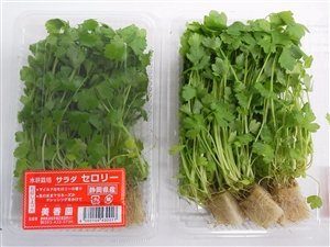 JAとぴあ浜松 セロリのスプラウト サラダセロリー20パック入 JAとぴあ浜松 セロリのスプラウト サラダセロリー20パック入
