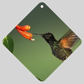 Car Window Sign of Green Violetear Hummingbird