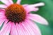 Close-up of Echinacea Flower - 36