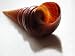7 Turritella Shells for Korikoto and Orishaoko 7 Caracoles Para Korikoto Y Orishaoko Great for Arts and Crafts