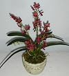 14" Mini Potted Cattleya Orchid (Burgundy/Rust)