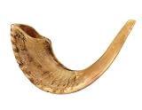 15-16 Kosher Rams Horn Natural Shofar Made in Israel