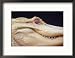Blizzard, an 8-Foot Adult Albino Alligator Framed Photographic Poster Print, 21x17