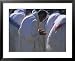 Christian Men at Prayer During Mass in the Church at Woolisso, Shoa Province, Ethiopia Framed Art Poster Print by Bruno Barbier, 31x25