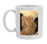 Photo Mug of Cat - ginger kittens suckling from Ardea
