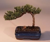 Bonsai Boy's Juniper Bonsai Tree-Small<br><i>(Juniper Procumbens "nana")</i>
