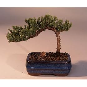 Bonsai Boy's Juniper Bonsai Tree-Small<br><i>(Juniper Procumbens "nana")</i>