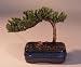 Bonsai Boy's Juniper Bonsai Tree-Small<br><i>(Juniper Procumbens 