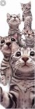 Cats - American Shorthair Art Print Poster By Yoneo Morita, 12 