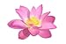 Lotus Flower - 18