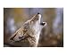 Autumn Song Animals Photographic Poster Print by Chris Scroggins, 20x16
