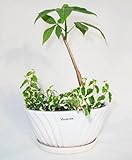 《第一花壇》 ”パキラ プミラ” リニエント オーバルホワイトS