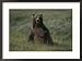 A grizzly takes a seat to survey its surroundings Framed Art Poster Print by Michael S. Quinton, 29x21