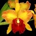 Potinara Susan Fender 'Newberry'